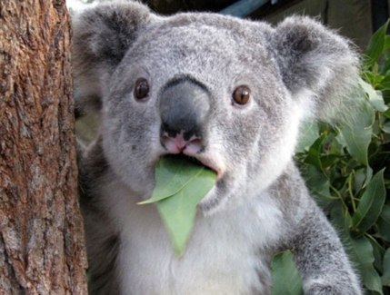 Surprised-Koala3